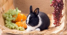 Can rabbits eat grapes