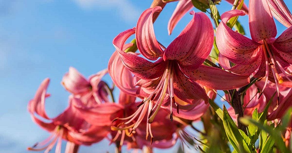What to Do When Lilies Have Finished Flowering