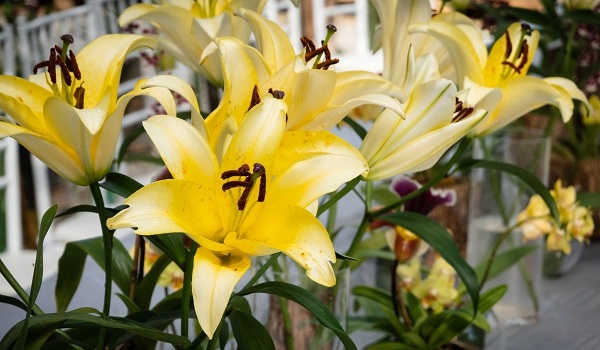 What to Do When Lilies Have Finished Flowering