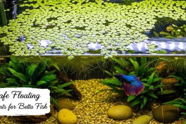 Betta fish swimming under floating aquarium plants