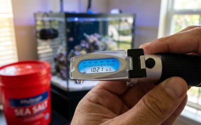 Tampa reef aquarium salinity testing with refractometer
